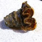 Caramel Brown Bell Flower B..